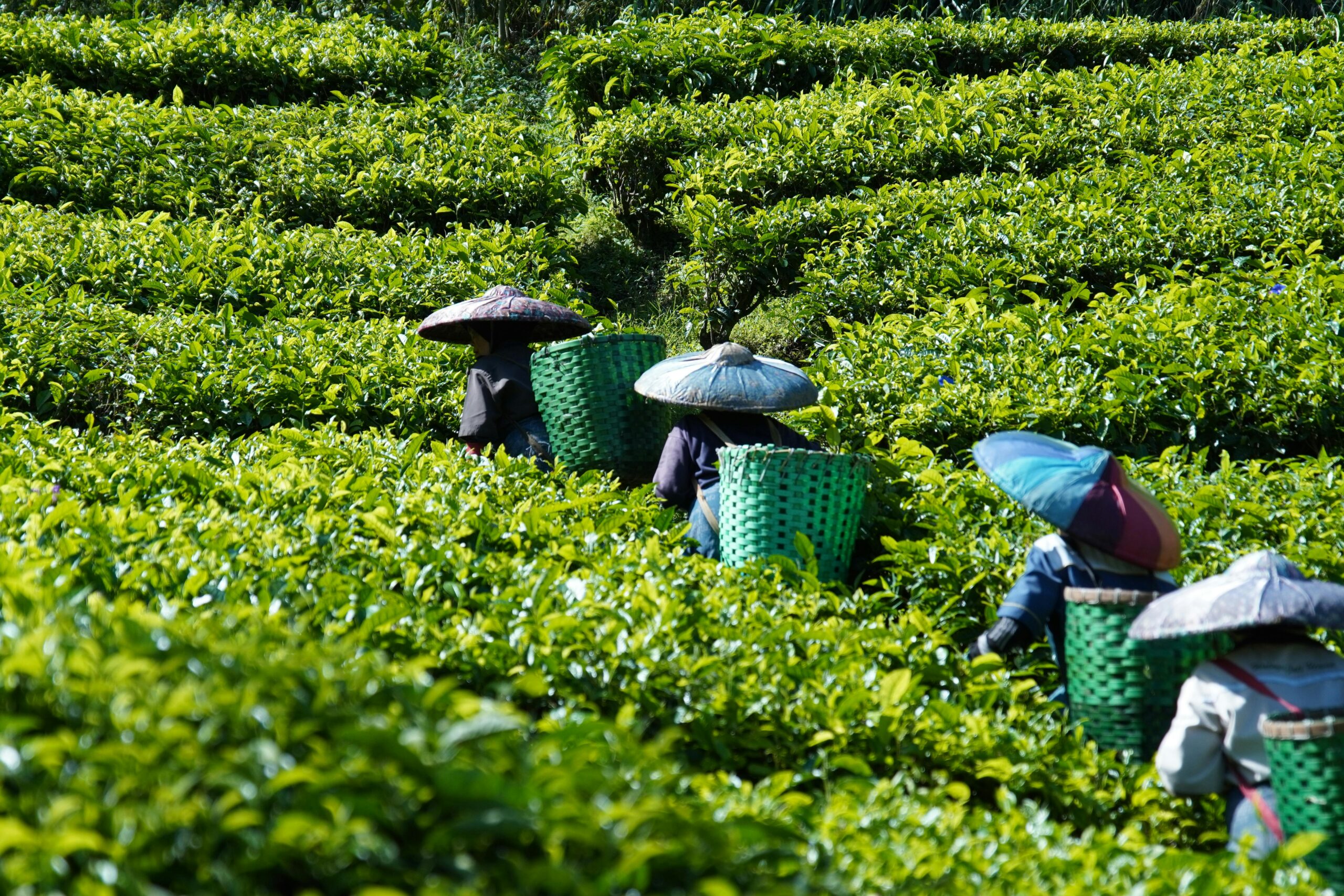 Darjeeling Local Sightseeing Taxi Package Price 2026 | Cabzix