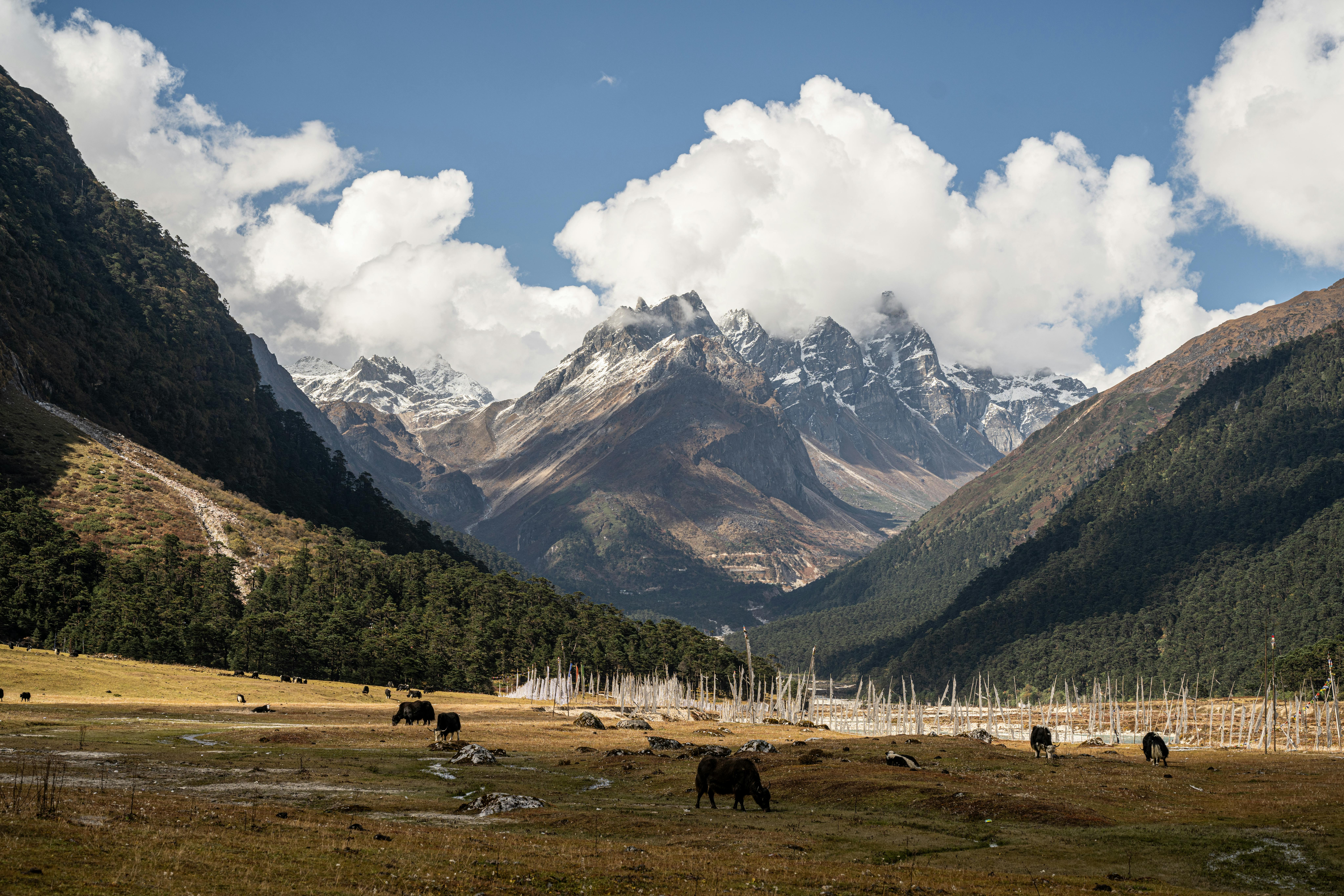 Yumthang Valley Travel Guide 2026 | Best Time, Snow, Flowers & Zero Point