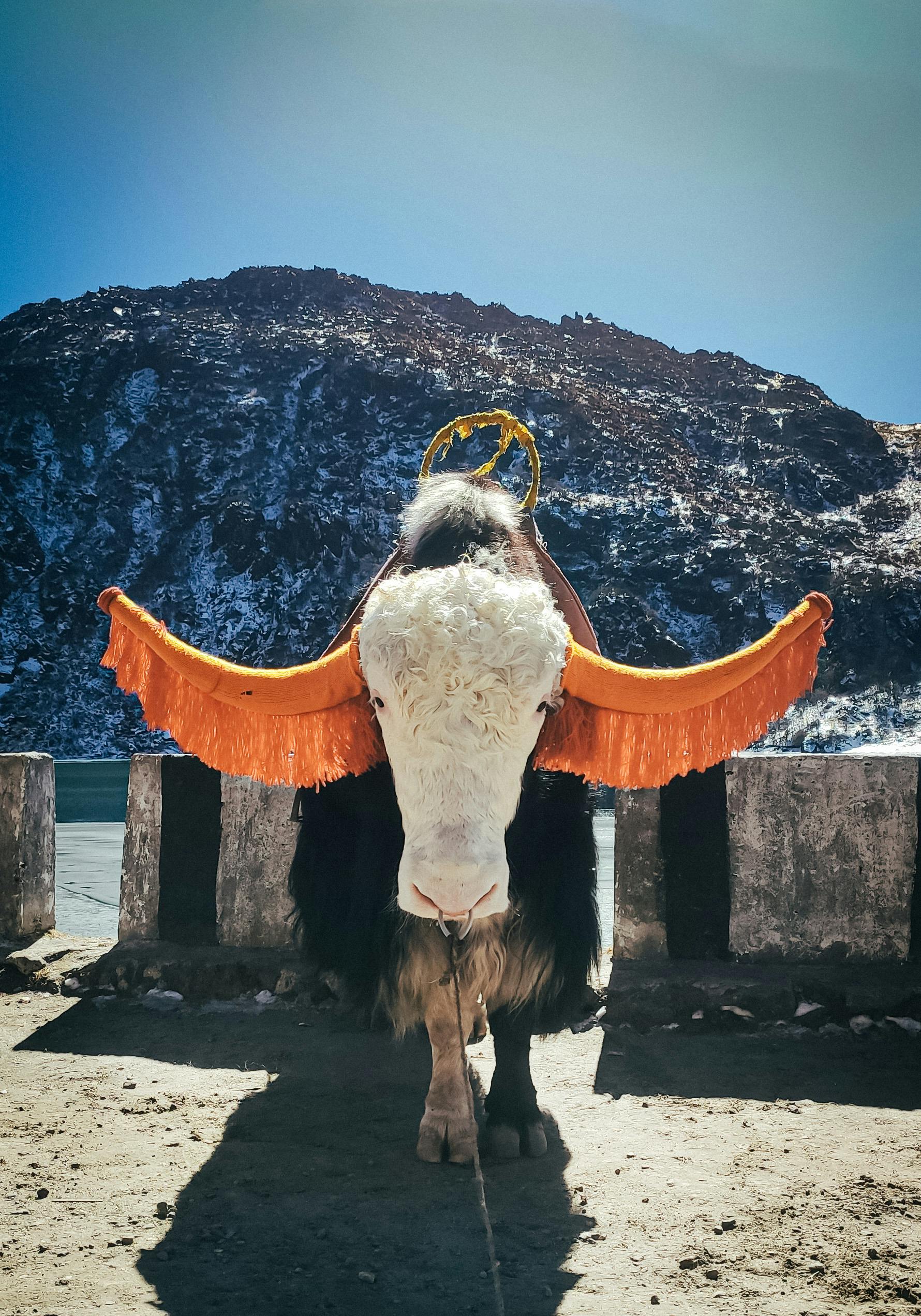 Sikkim Permit Guide 2026 | PAP RAP Rules & North Sikkim Permit