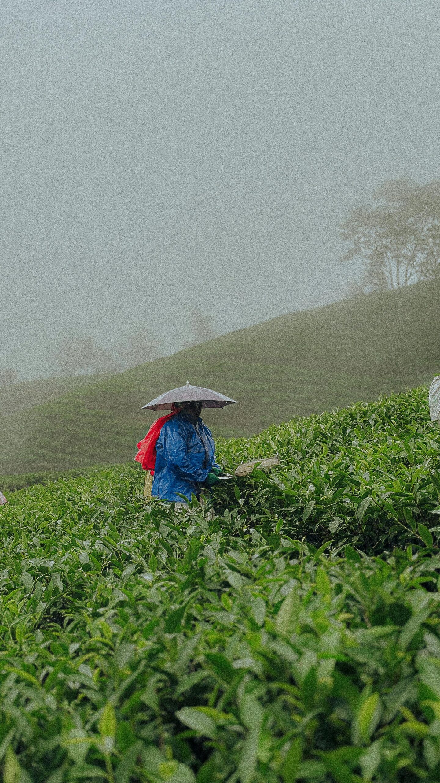 Darjeeling Full Day Cab Package Price 2026 | Cabzix