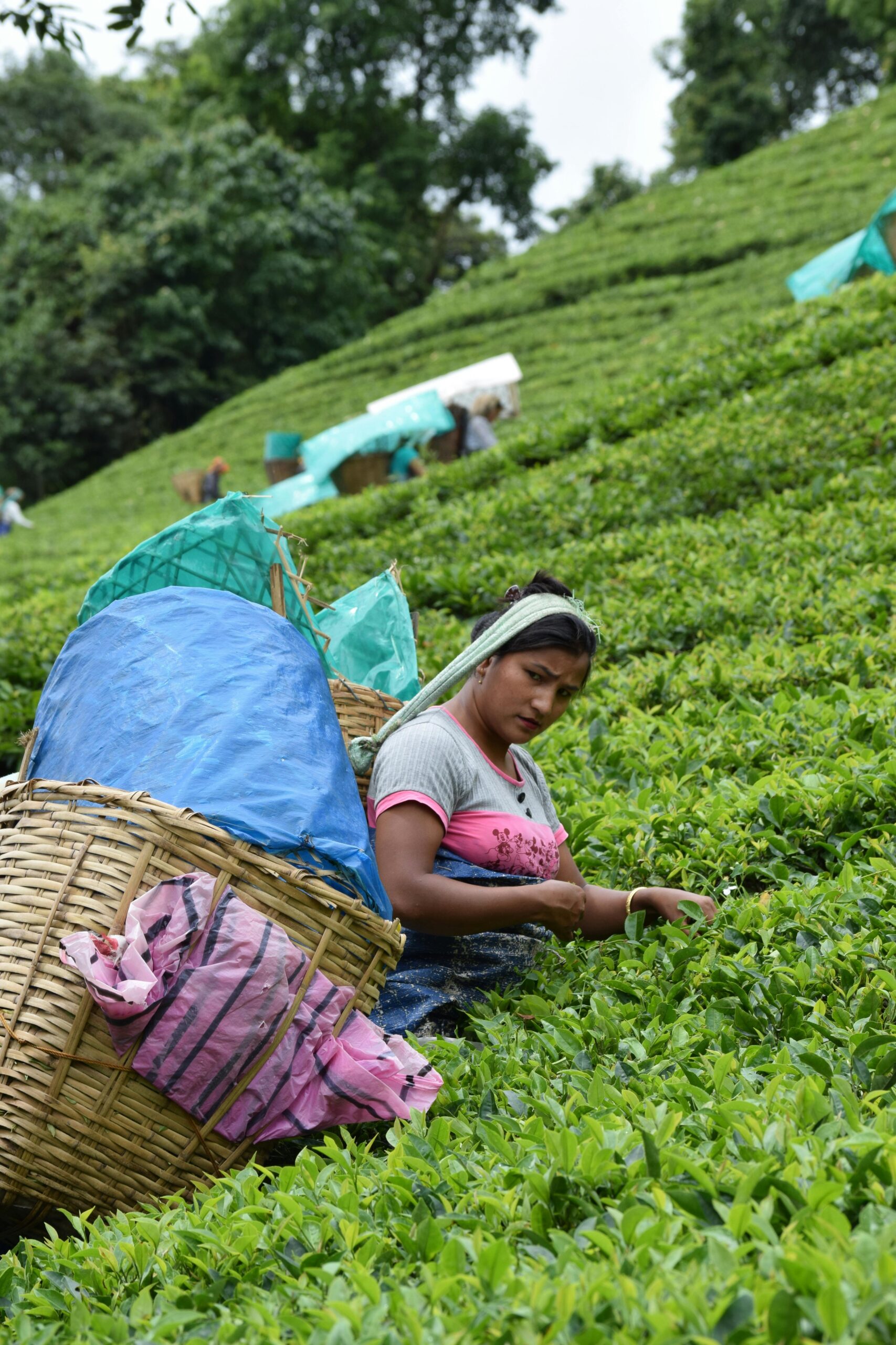 Darjeeling Tea Garden Guide 2026 | Best Estates, Experience & Best Time