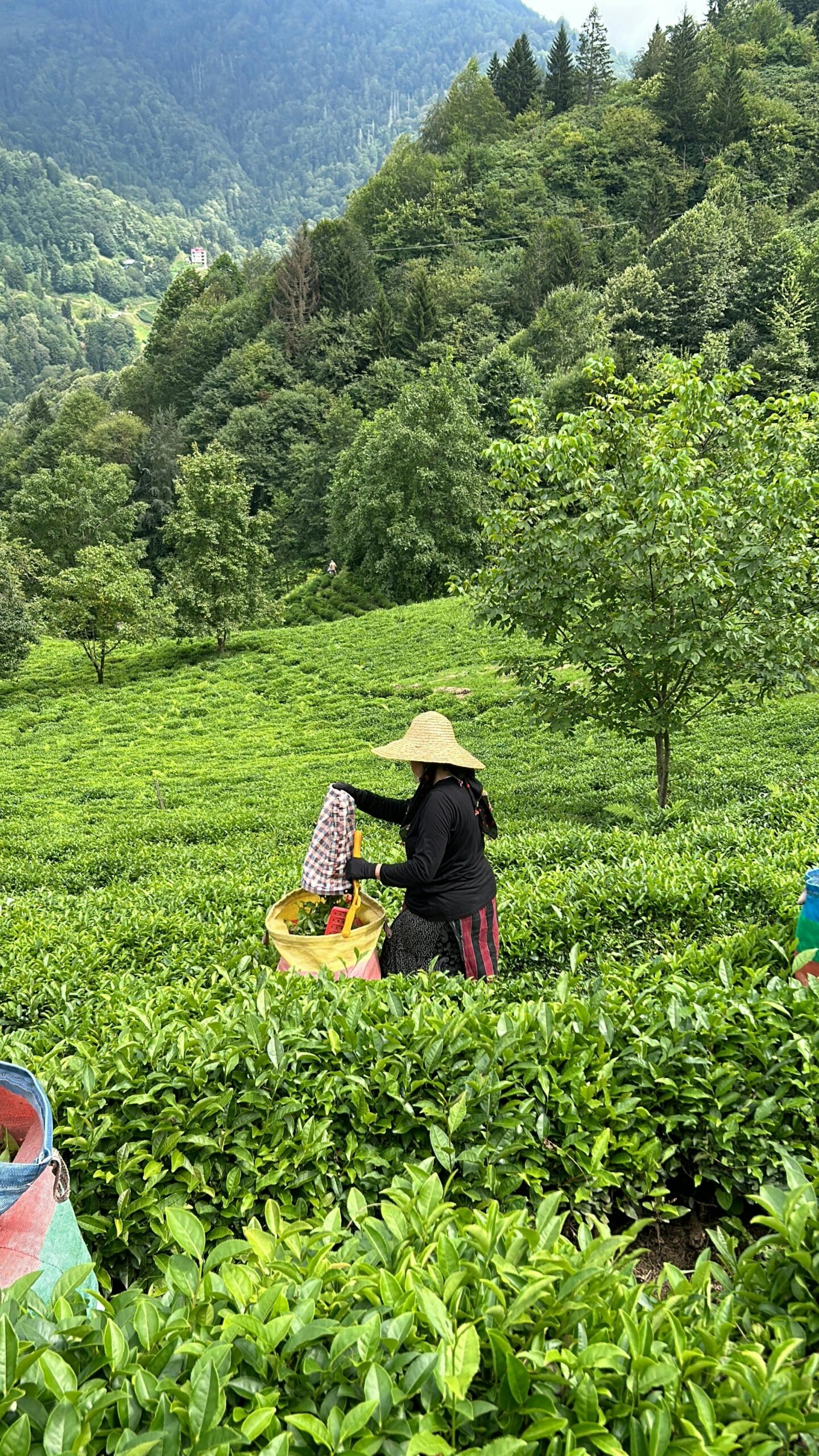 Darjeeling Travel Guide 2026 | Places to Visit, Itinerary, Weather & Taxi